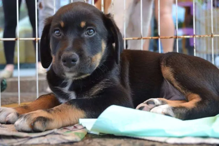 Cachorro ra a SRD idade 2 a 6 meses nome Sem Nome