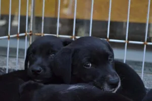 Cachorro raça SRD idade Abaixo de 2 meses nome Sem Nome