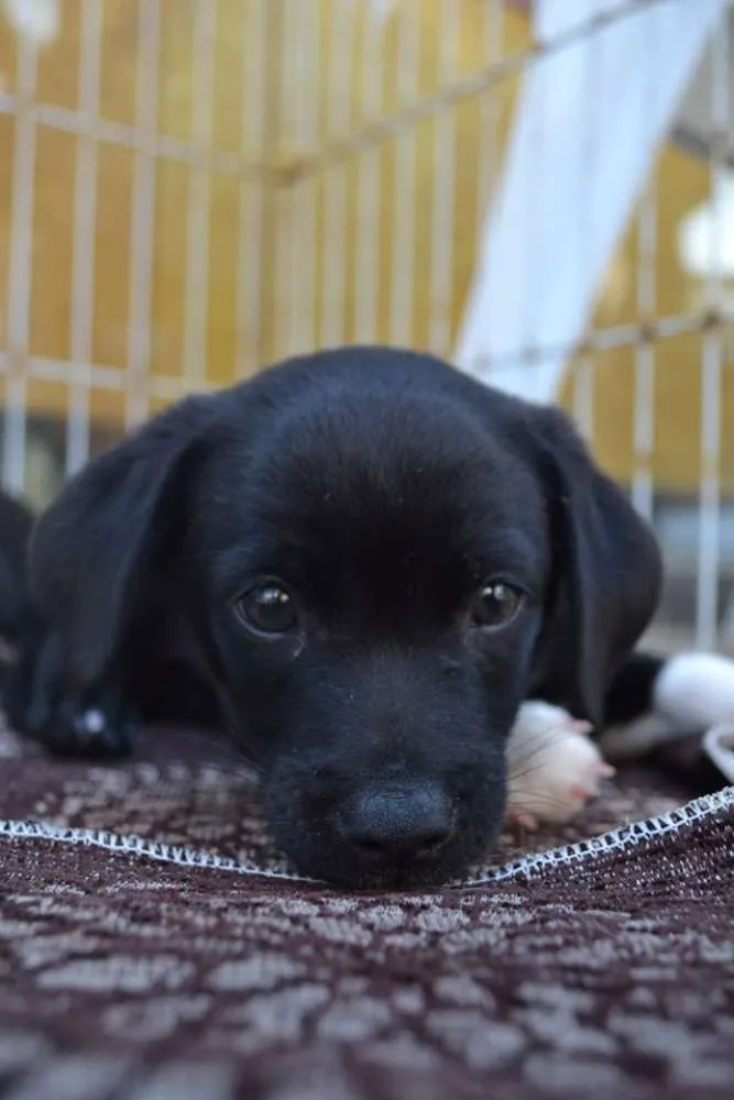 Cachorro ra a SRD idade Abaixo de 2 meses nome Sem Nome
