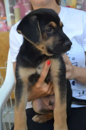 Cachorro raça SRD idade 2 a 6 meses nome Sem Nome 1