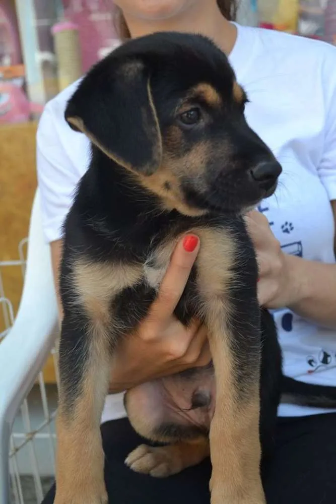 Cachorro ra a SRD idade 2 a 6 meses nome Sem Nome 1