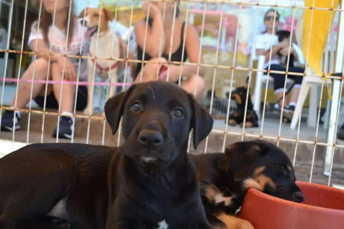 Cachorro ra a SRD idade 2 a 6 meses nome Sem Nome