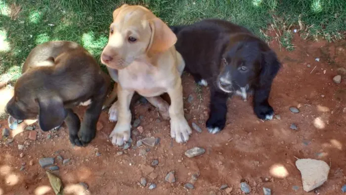 Cachorro ra a Indefinida idade 2 a 6 meses nome Não possuem
