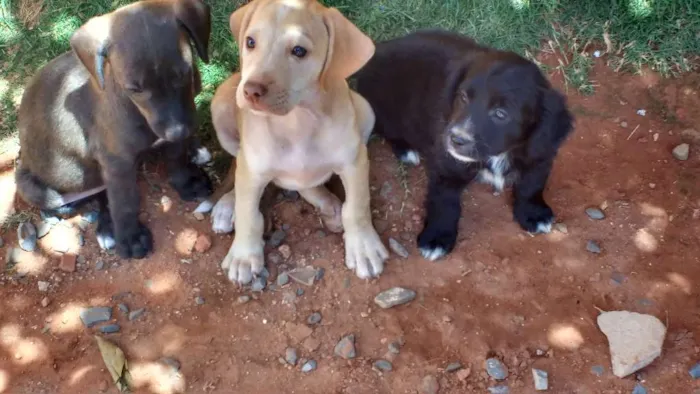 Cachorro ra a Indefinida idade 2 a 6 meses nome Não possuem