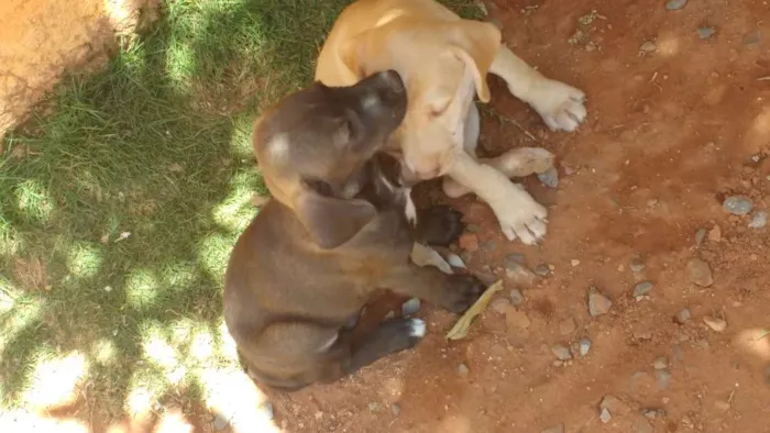 Cachorro ra a Indefinida idade 2 a 6 meses nome Não possuem