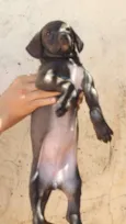 Não possuem