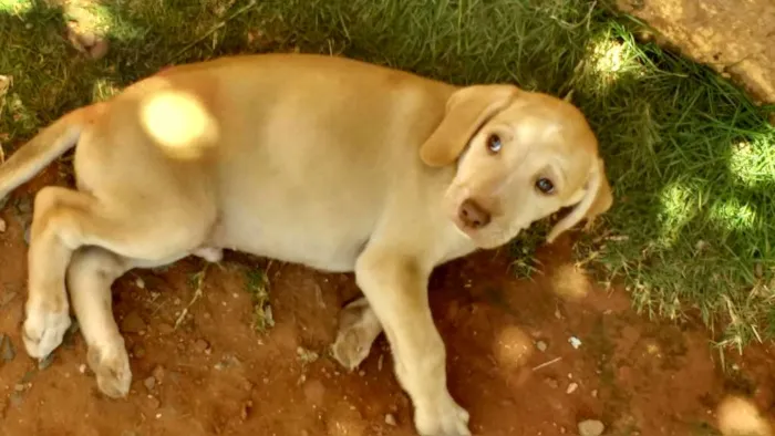 Cachorro ra a Indefinida idade 2 a 6 meses nome Não possuem