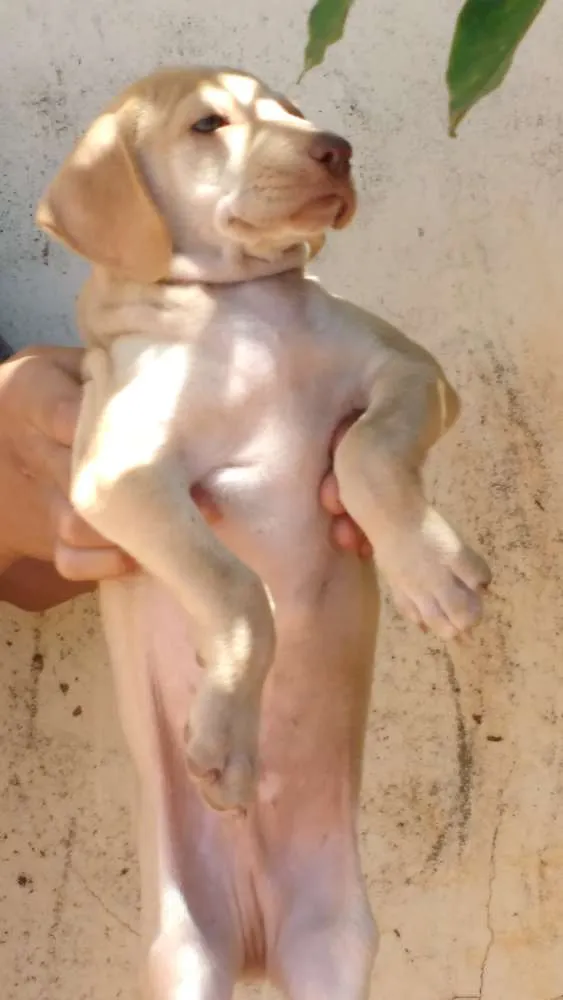 Cachorro ra a Indefinida idade 2 a 6 meses nome Não possuem
