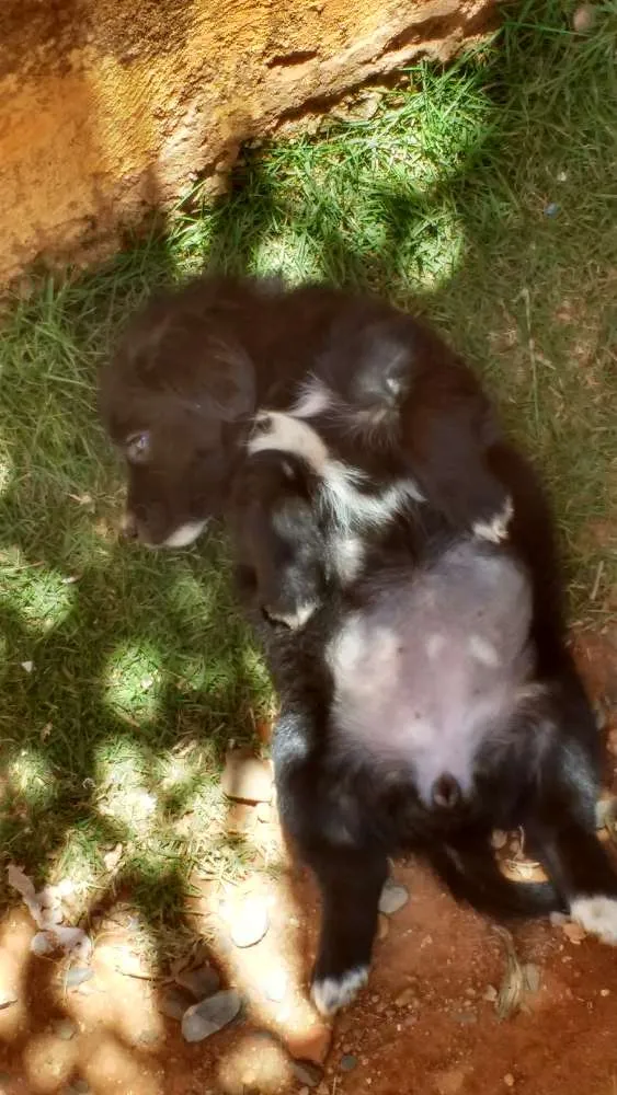 Cachorro ra a Indefinida idade 2 a 6 meses nome Não possuem