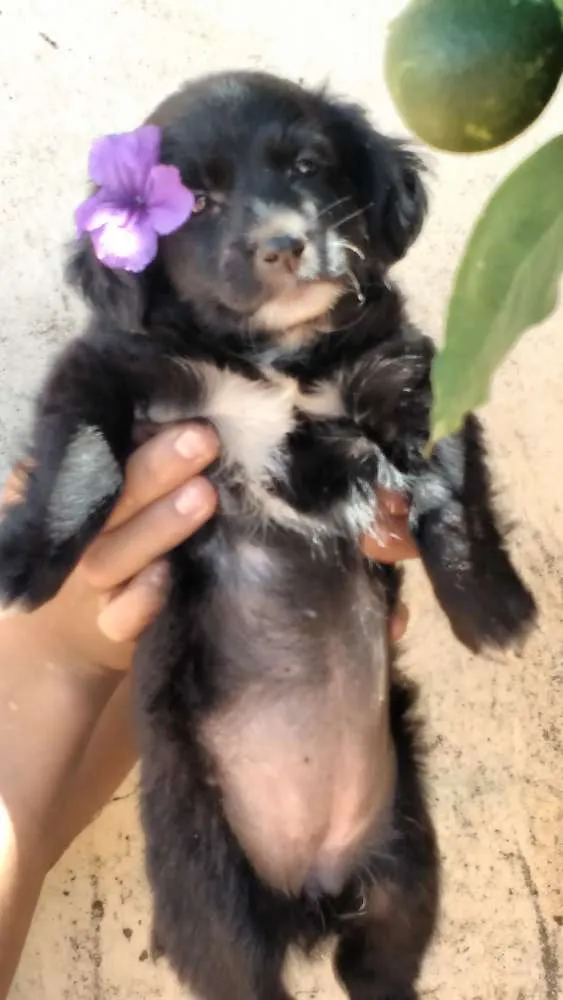 Cachorro ra a Indefinida idade 2 a 6 meses nome Não possuem