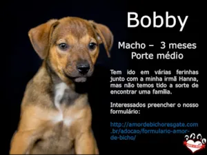 Cachorro raça SRD idade 2 a 6 meses nome Boby