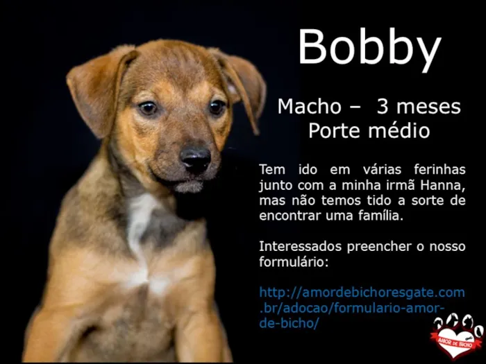 Cachorro ra a SRD idade 2 a 6 meses nome Boby