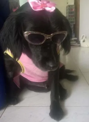 Cachorro raça mistura de Cocker  idade 5 anos nome preta