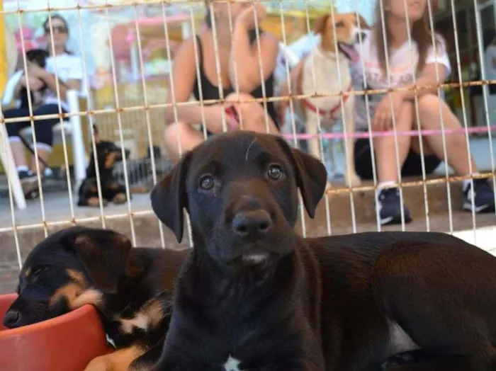 Cachorro ra a SRD idade 2 a 6 meses nome Sem Nome
