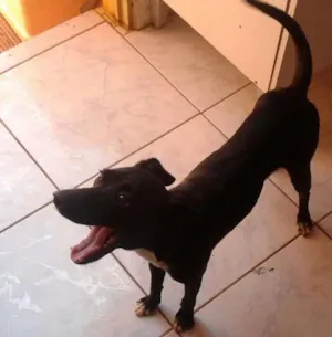 Cachorro raça Indefinido  idade 7 a 11 meses nome Sem nomes
