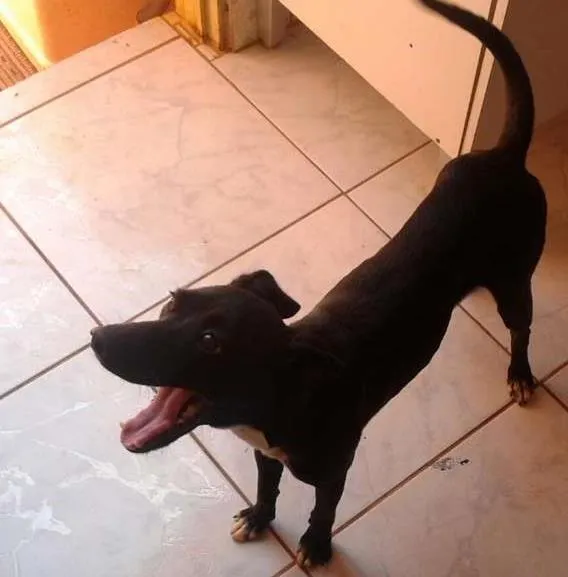 Cachorro ra a Indefinido  idade 7 a 11 meses nome Sem nomes