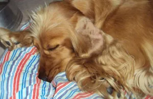 Cachorro raça Cocker idade 6 ou mais anos nome bolachinha
