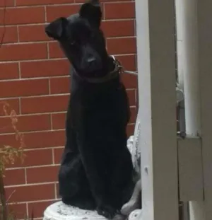 Cachorro raça Srd idade 7 a 11 meses nome Obama