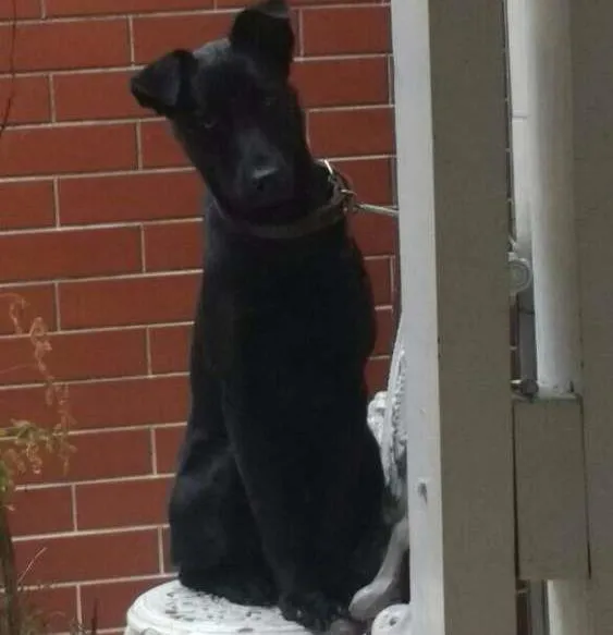 Cachorro ra a Srd idade 7 a 11 meses nome Obama