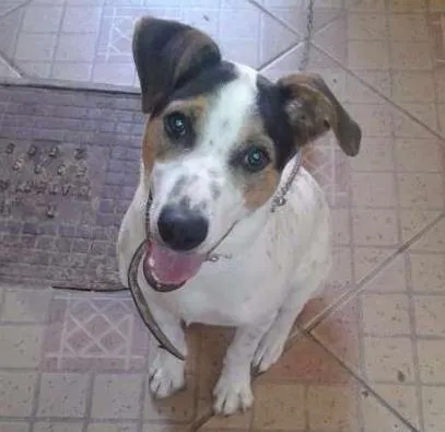 Cachorro ra a Vira lata/Pitbull idade 7 a 11 meses nome Guerreiro
