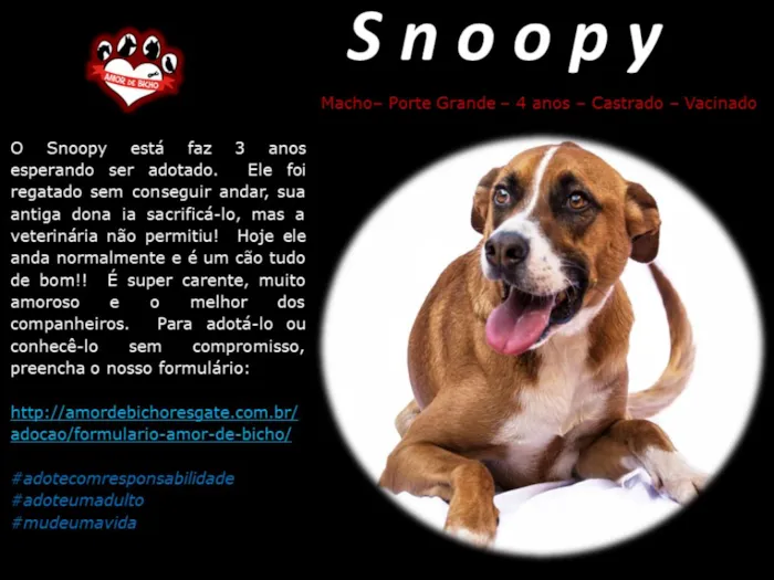 Cachorro ra a SRD idade 3 anos nome Snoppy