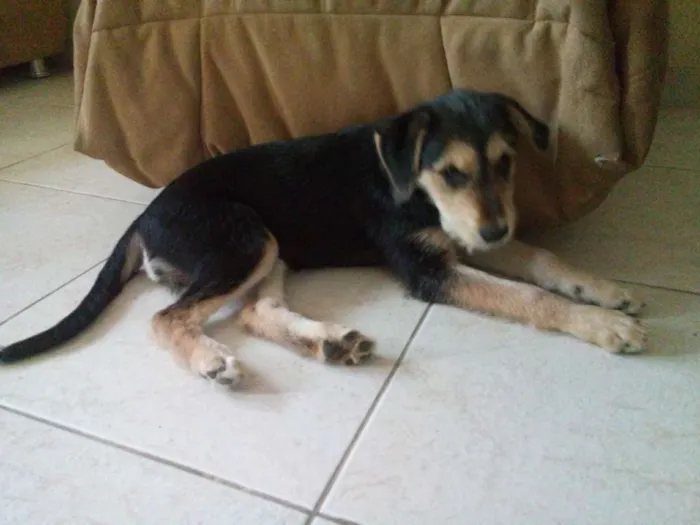 Cachorro raça vira lata  idade 2 a 6 meses nome Lola 