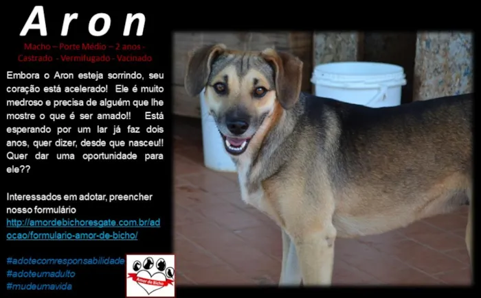 Cachorro ra a SRD idade 2 anos nome Aron
