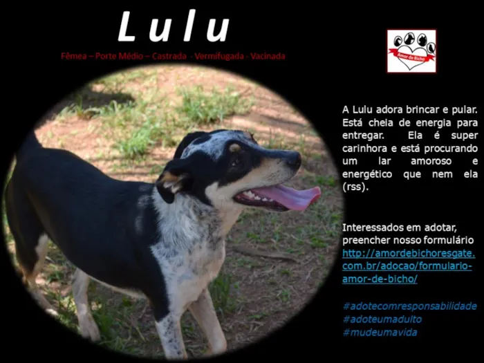 Cachorro ra a SRD idade 1 ano nome Lulu
