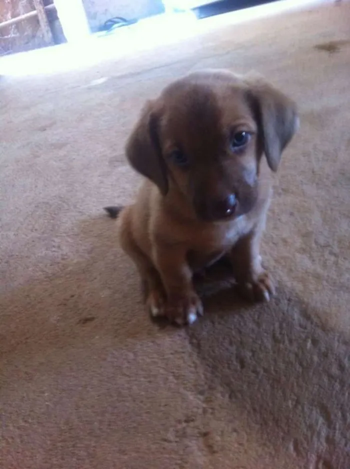 Cachorro ra a vira-lata idade Abaixo de 2 meses nome Não tem nome ainda 