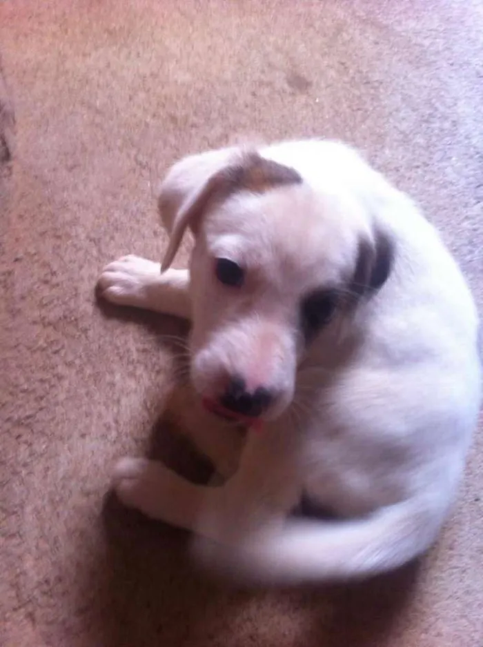 Cachorro ra a vira-lata idade Abaixo de 2 meses nome Não tem nome ainda 