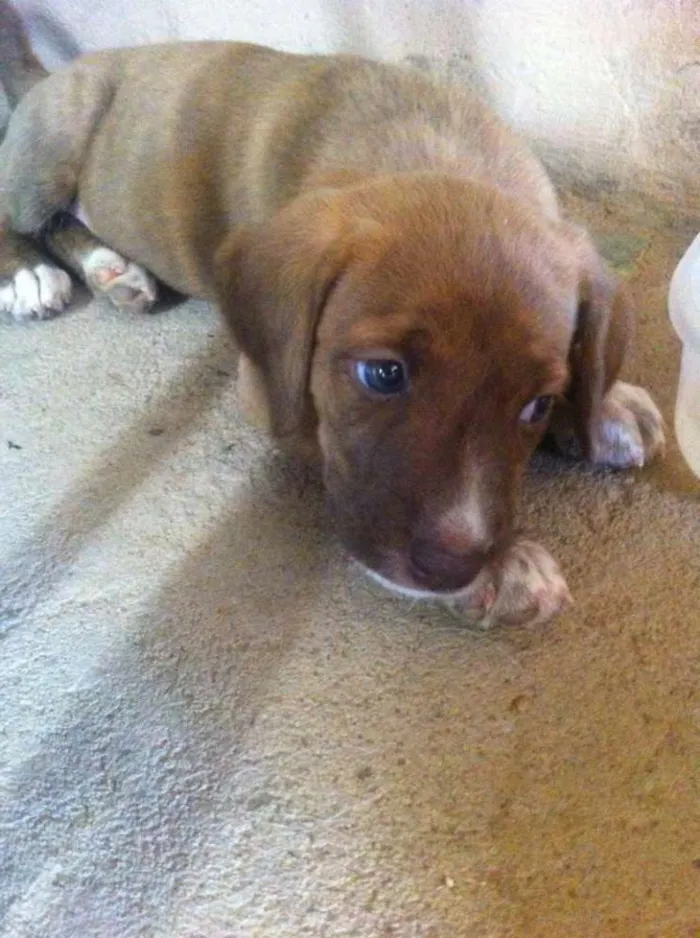 Cachorro ra a vira-lata idade Abaixo de 2 meses nome Não tem nome ainda 