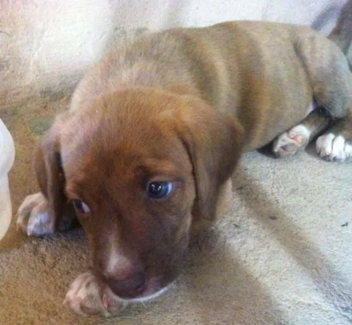 Cachorro ra a vira-lata idade Abaixo de 2 meses nome Não tem nome ainda 
