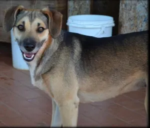 Cachorro raça SRD idade 2 anos nome Aron