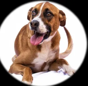 Cachorro raça SRD idade 3 anos nome Snoppy