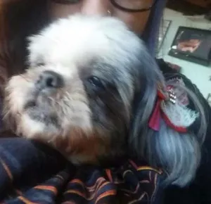 Cachorro raça shih tzu idade 6 ou mais anos nome Lili GRATIFICA