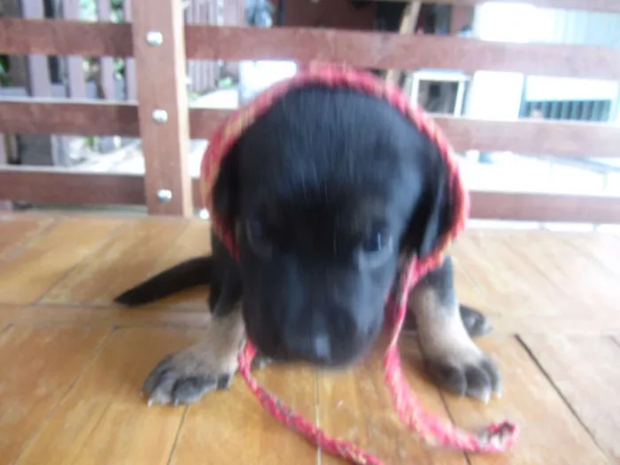 Cachorro raça mix labrador (mãe labradora, pai desconhecido) idade Abaixo de 2 meses nome Fofinha e Fofinho