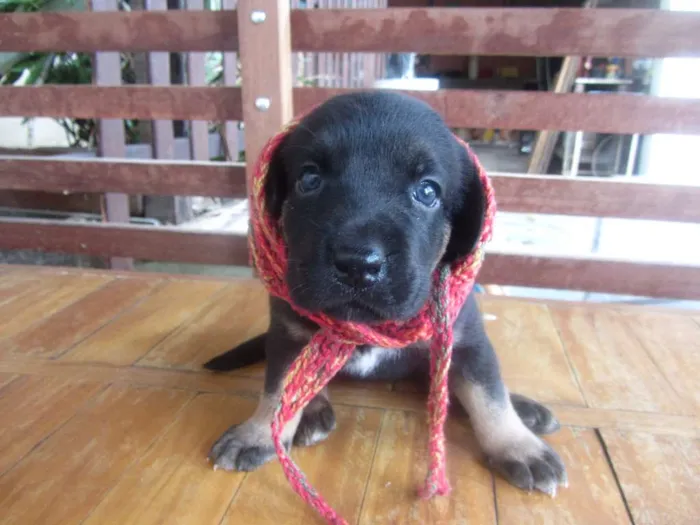 Cachorro raça mix labrador (mãe labradora, pai desconhecido) idade Abaixo de 2 meses nome Fofinha e Fofinho