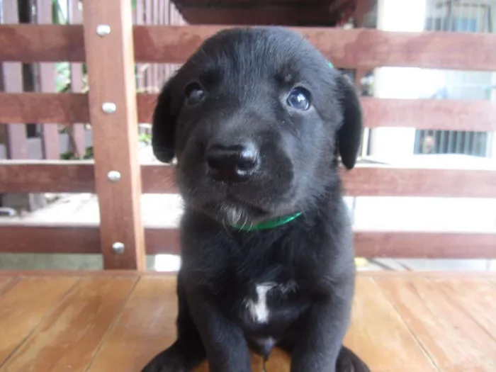 Cachorro raça mix labrador (mãe labradora, pai desconhecido) idade Abaixo de 2 meses nome Fofinha e Fofinho