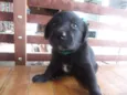Fofinha e Fofinho