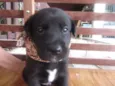 Fofinha e Fofinho