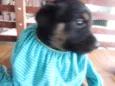 Fofinha e Fofinho