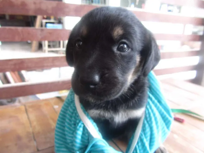 Cachorro raça mix labrador (mãe labradora, pai desconhecido) idade Abaixo de 2 meses nome Fofinha e Fofinho