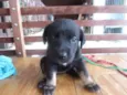 Fofinha e Fofinho