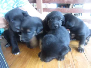 Cachorro raça mix labrador (mãe labradora, pai desconhecido) idade Abaixo de 2 meses nome Fofinha e Fofinho