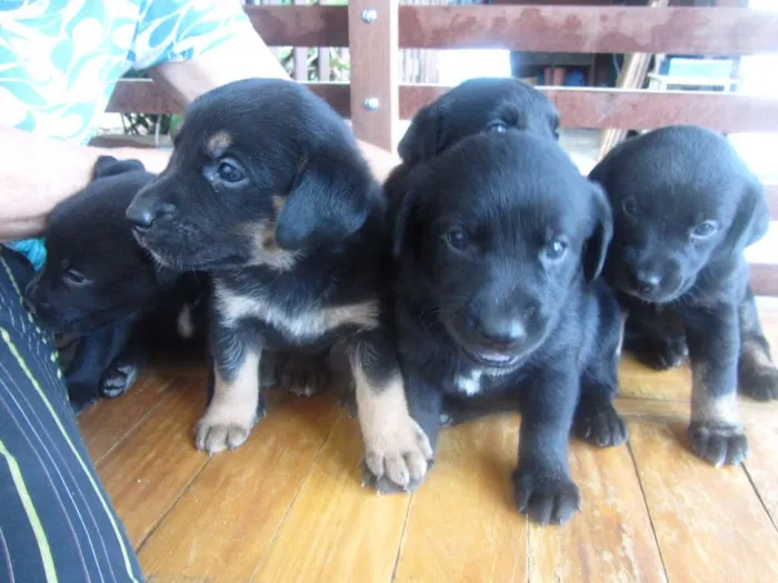 Cachorro raça mix labrador (mãe labradora, pai desconhecido) idade Abaixo de 2 meses nome Fofinha e Fofinho