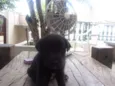 Fofinha e Fofinho