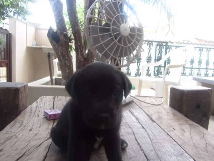 Cachorro raça mix labrador (mãe labradora, pai desconhecido) idade Abaixo de 2 meses nome Fofinha e Fofinho