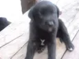 Fofinha e Fofinho