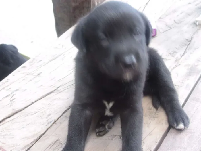 Cachorro raça mix labrador (mãe labradora, pai desconhecido) idade Abaixo de 2 meses nome Fofinha e Fofinho