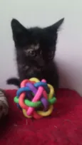 Gatinhos